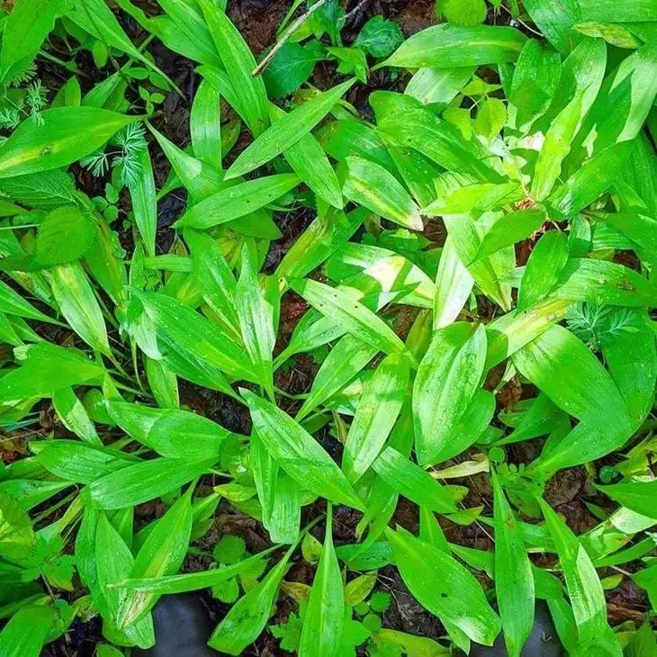 BURLAP & BARREL - WILD RAMPS