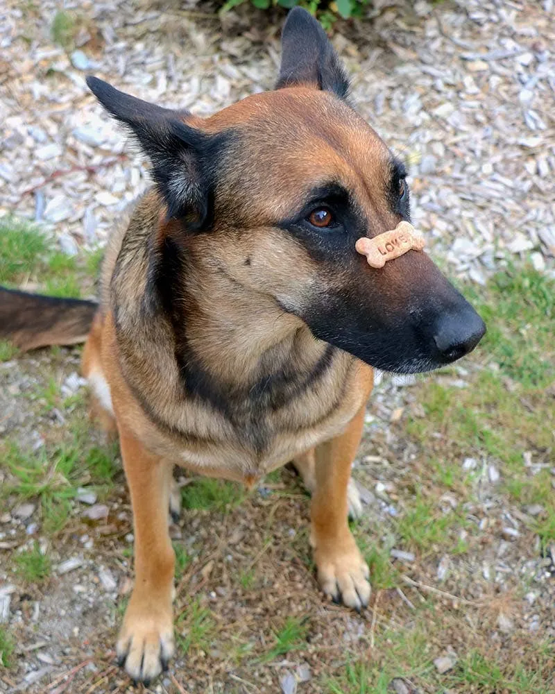 Honey Mini Bone Dog Treats