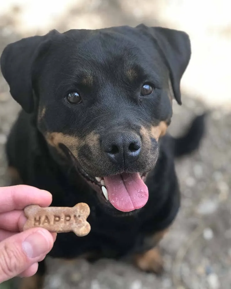 Honey Mini Bone Dog Treats