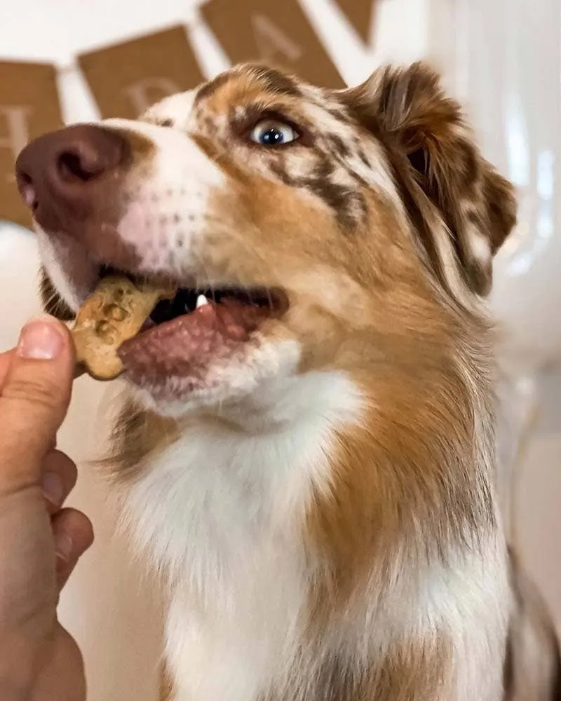 Honey Mini Bone Dog Treats