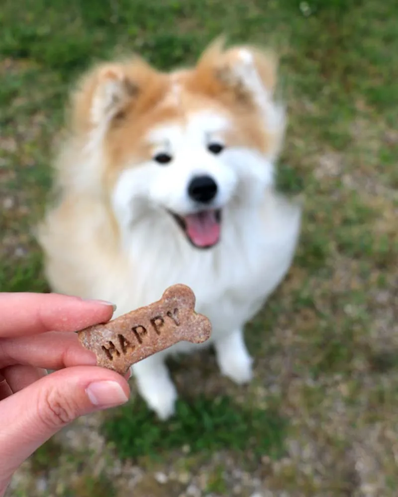 Honey Mini Bone Dog Treats